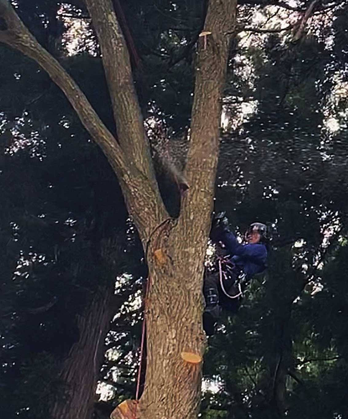 特殊伐採イメージ