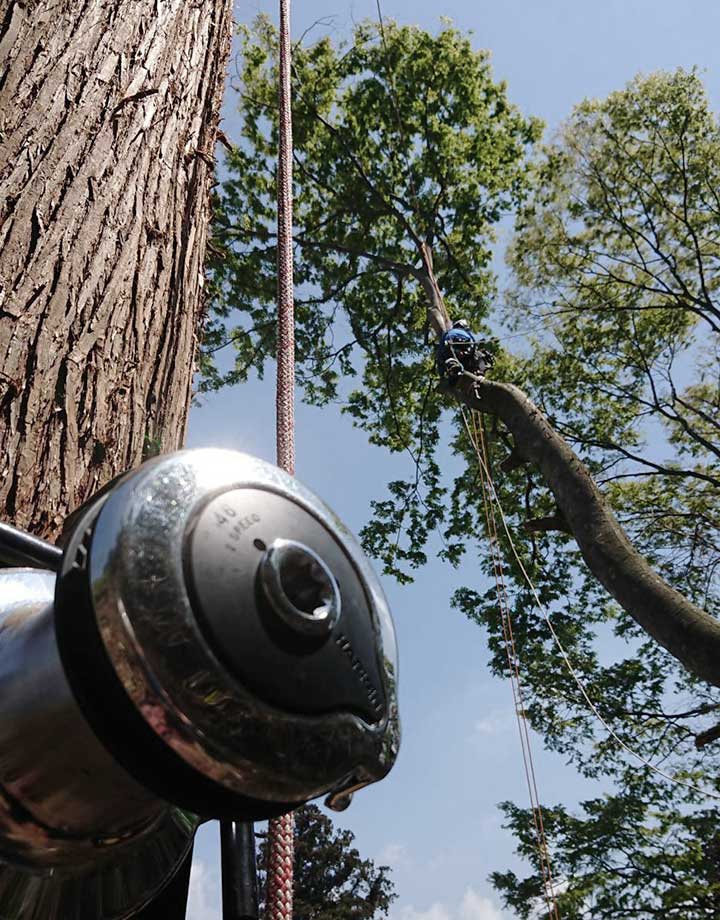 鉄道林特殊伐採