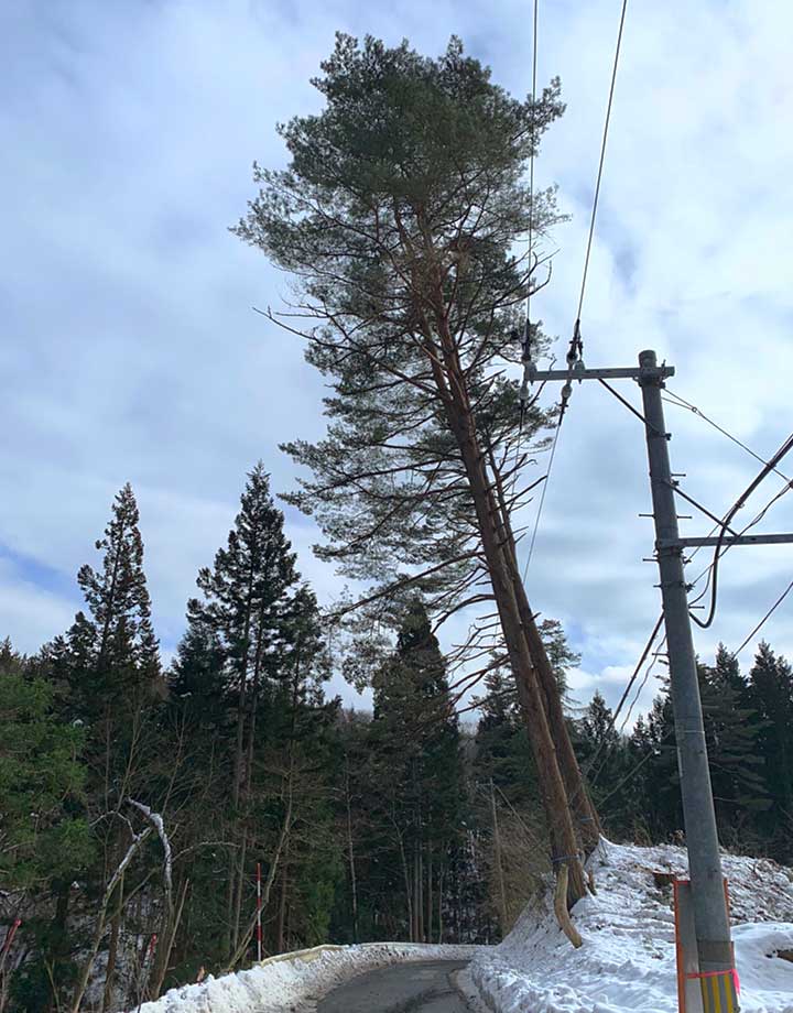 道路工事支障木特殊伐採