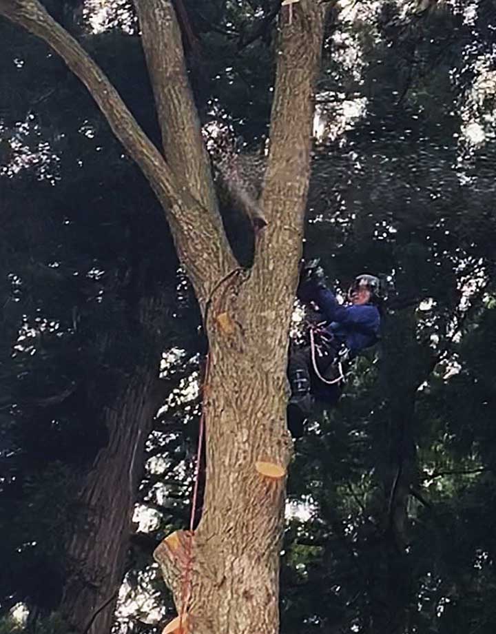神社仏閣特殊伐採