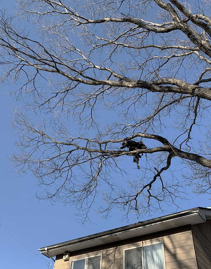 一般家庭特殊伐採